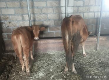 2 qarın heyvandi 6 litr südü var sakit sağlam heyvandi balası dişidir