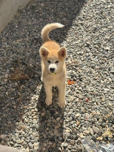 sir balasi satilir: Akita-inu, 3 ay, Dişi — 3