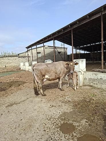 inək sagan: 20 litir sud verir 10 gundu dogub 3cu qarni erkey balasi var — 4