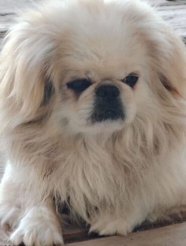 Pekines, 1 il, Erkek, Ödənişli çatdırılma lalafo.az -da Pekines, 1 il, Erkek, Ödənişli çatdırılma