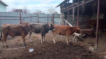quş ucun qəfəs: Mal-qara – buzovlar Təsvir: - Şəkillərdə eyni həyətdə saxlanılan 4 — 3