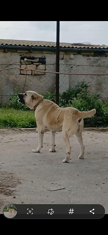ev iti balaca: Qurdbasar, 2 il, Erkek, Peyvəndli, Ödənişli çatdırılma — 1
