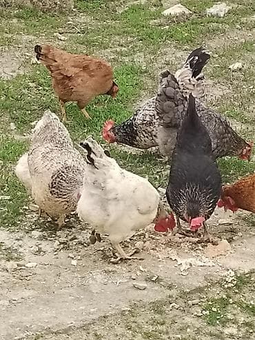 cins ineklerin satisi 2018: Toyuq, Yumurtalıq — 2