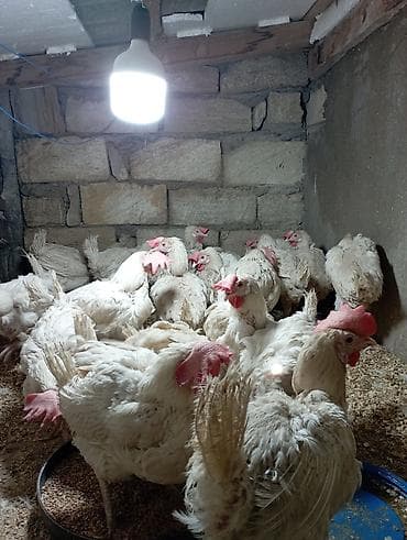 at satsi: Toyuq, Broyler, Ətlik — 1