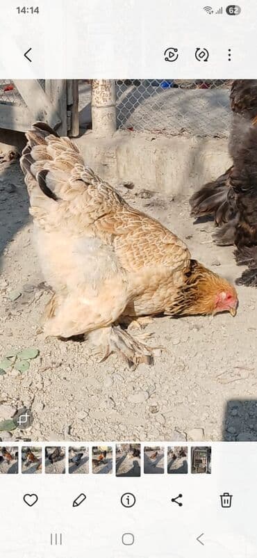 eşşək şəkili: Toyuq, Brama, Damazlıq — 7