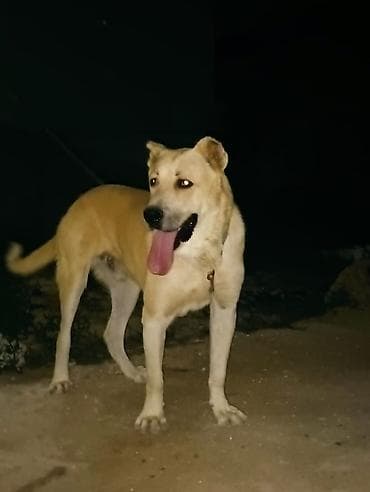 qafqaz itləri: İt – iri cüssəli, güclü quruluşlu, açıq qızılı rəngdə, sinəsi və — 3