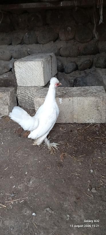 akvarium qiymetleri: 5 aylıq Təmiz,cır yaponkalar.Unvan Lənkəran Bakıya 20yanvara və bəzi — 5