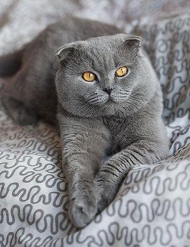 Şotland yastı qulaq