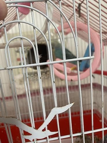 Dalğalı tutuquşular üçün qəfəs dəsti - Forma: damlı ev tipli metal — 5