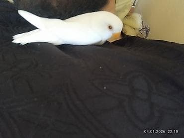 Птицы: Elle beslenib yeme dusub ful el qusudur qeti dislemeyi yoxdur insana — 8