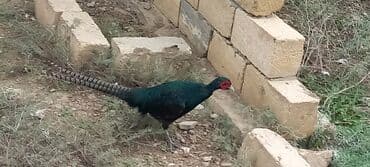 atla eşşəyin cütləşməsi: Zümrüd qırqovlu tək qaldığı ücün satram fərəsi qacıb bekar — 2