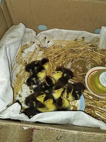 ordek satisi: Satılır: yeni çıxmış ördək balaları (sarı-qara lələklı civcivlər) — 2