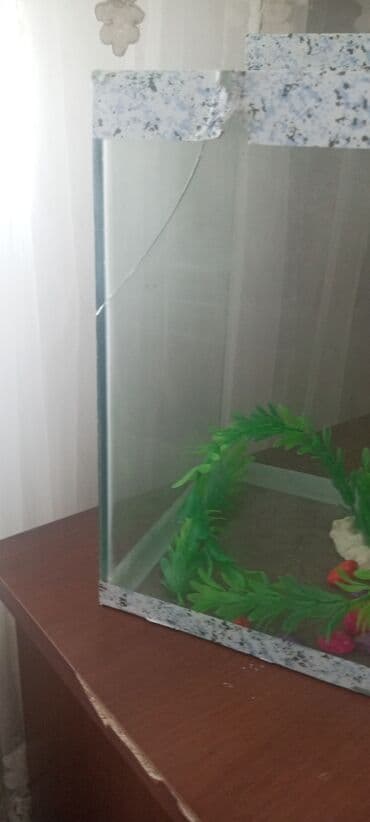 akvaryum baliqlar: Dördbucaq akvarium, 13 l, Ünvandan götürmə — 4