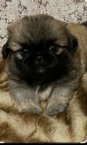 avcarka balası: Pekines — 3