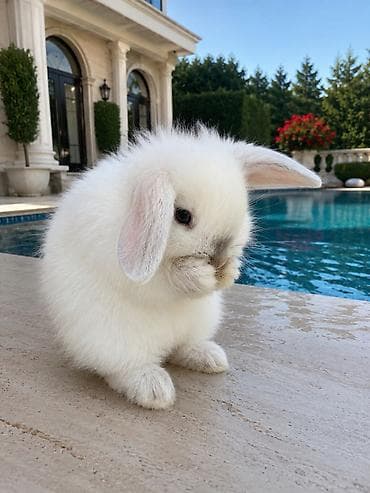 dovşan kamera: Holland Lop balası satılır. ✅ 1 aylıqdır ✅ Safqan Holland Lop ✅ Tam — 1