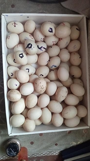 Yumurta: Mayalı ördək yumurtaları 1,50 qəpik 1 ədədi — 2