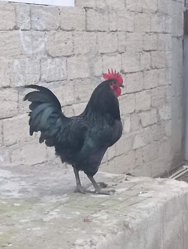 göyərçin satışı: Cinsi: Təmiz qan Avstralorp (Lələklərində yaşıl parıltısı var) — 4