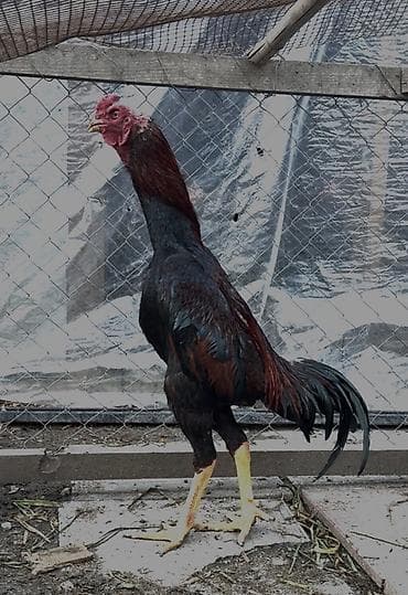 ucuz pişikler: Təsvir: - Cins: Uzunboyun döyüş tipi xoruz (Asil tipli görünüş) - — 2