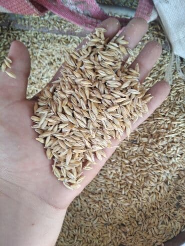 3 d aboylar: Arpa nar dənəsi kimidi Təsvir: - Təbii, qabıqlı arpa dənləri - — 2