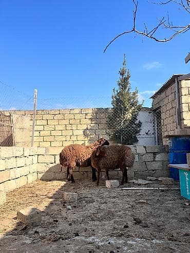 balaca it ucuz: Salam iki eded Erkey quzu satılır həm kəsimə həm damazliqa — 3