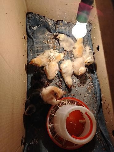 Toyuq cücələri, Ətlik