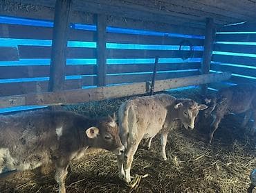 sud veren keci: Dişi, il: 2, Südlük, Ünvandan götürmə — 9