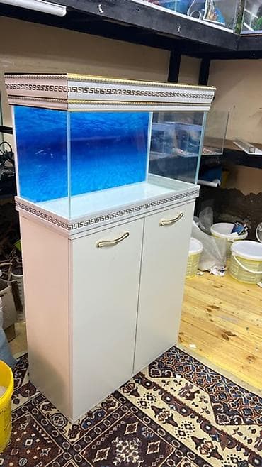 balıq tutmaq: Hazir ölcülərdə akvariumlar var Baliqlar var satişda Dekorlar — 5