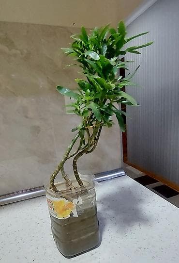 maral buynuzu gulu: Maral buynuzu gülü. Böyük-15 azn, balaca 6, 5 3 azn — 2