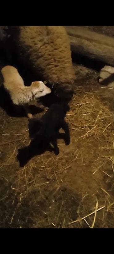 cins inekler: Salam aleykum əziz qardaşlar gününüz xeyirli olsun allah haminizin — 5