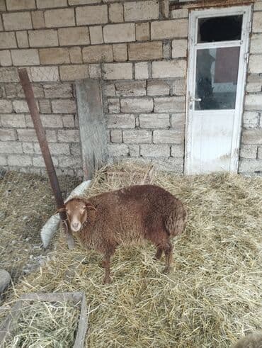 Gəmiricilər: Hər ikisi cins quzlaridir iksdə dişdir 5-6 aylıq quzlardir qiyməti — 14