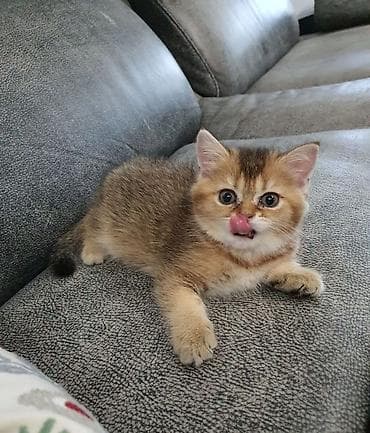 pişik tualet: Şinşilla, Dişi, Yaxşı əllərə, Ödənişli çatdırılma — 3