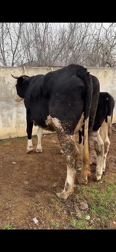 kullu xoruz heyratı: Simental tipli inək və buzov dəsti - Cins: Simental tipli, qara‑ağ — 4