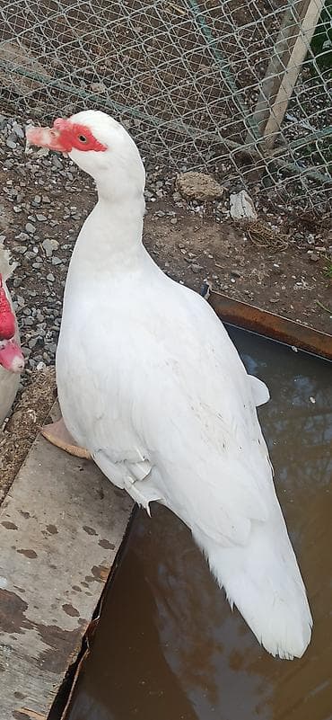 Dişi ag ördək satılır anacdı