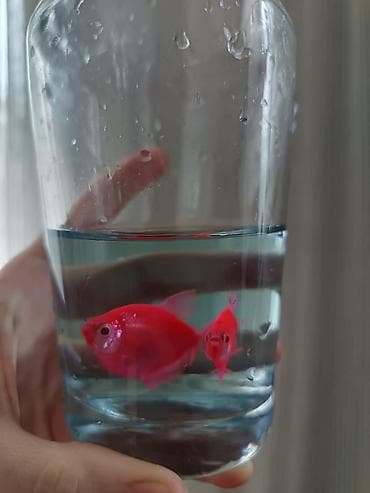 gence akvarium: Tetra balığı, Sülhsevər, Ünvandan götürmə, Pulsuz çatdırılma, Ödənişli çatdırılma — 8