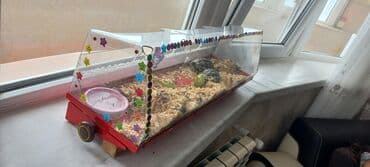 рынок животных в баку: Rus quru tısbağaları– evdə saxlanılan, sakit və az qayğı tələb edən — 5