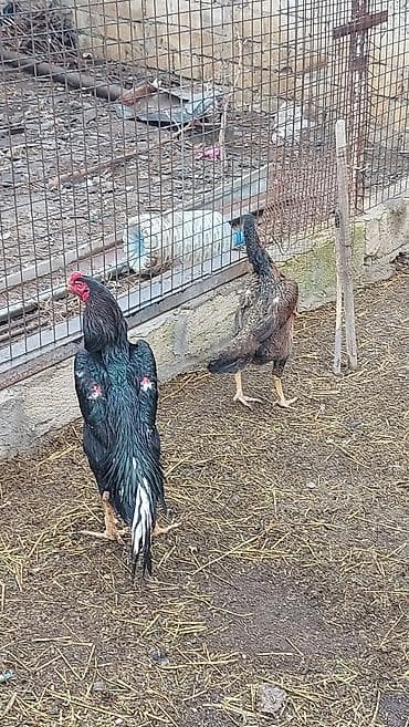 Dovşanlar: Salam temiz qan O. ŞAMO satlır sağlam heyvandılar fere hal hazrda — 1