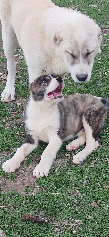 Qurdbasar, 3 ay, Dişi, Peyvəndli, Ödənişli çatdırılma