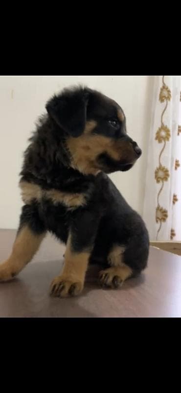 kangal itləri: Rotveyler, Peyvəndli — 2