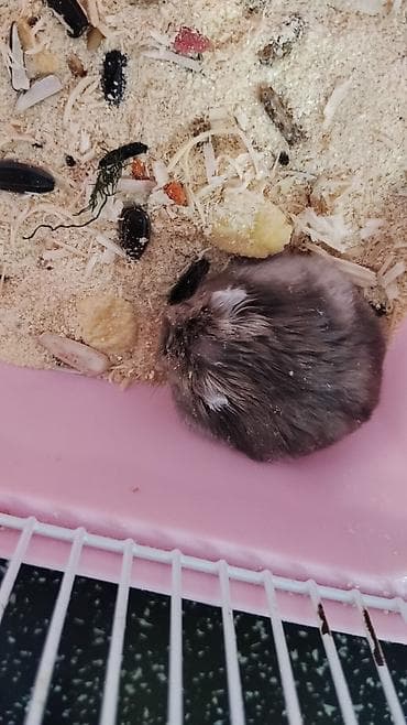 gemiriciler: 3 aylıq kamyak dişi dir 9 AZN qəfəs siz satılır tam cüt vurmağa hazır — 2