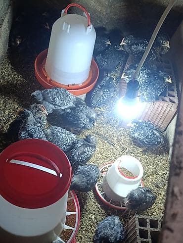 Toyuq cücələri, Ətlik