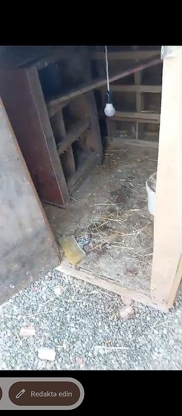 домики для собак: Taxta göyərçin hinı – funksional daxili quruluşla - Material — 8