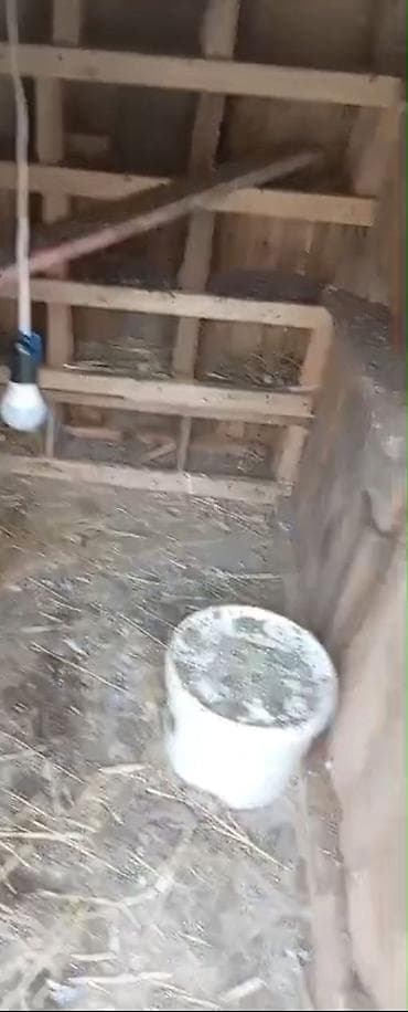 rəngli quşlar: Taxta goyərcin/broyler kümesi - Material: tamamilə taxtadan yığılmış — 1