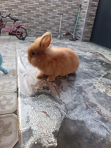 quru corek: Mini lop dovşan ünvan saray polis bölmesi teref - Cins: dekorativ — 1