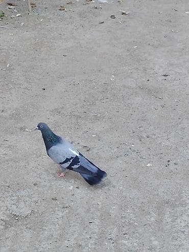 Temiz göy erkek uzun iri qusdu qiymət sondu at lalafo.az Temiz göy erkek uzun iri qusdu qiymət sondu
