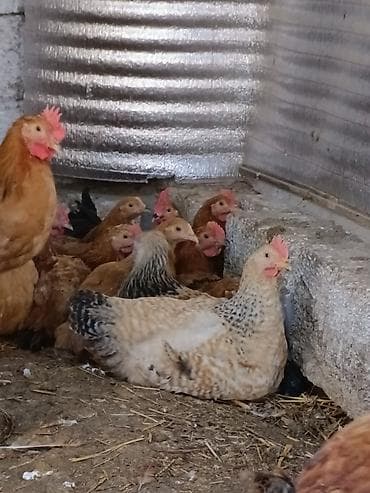 kənd toyuqlari: Təbii Qırmızı Sasso Çolpaları – Cəmi 12 AZN! 🐔 Tam sağlam, təbii — 1