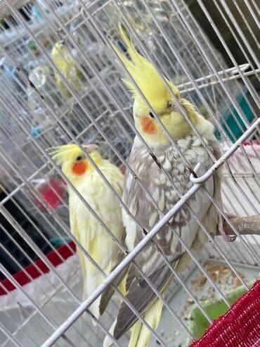 cuce qefes: Nimfa (cockatiel) cütlüyü – gözəl rənglərdə - Növ: Nimfa tutuquşusu - — 2