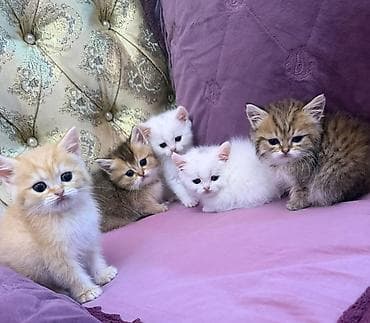 qızılı sinsilla: Şinşilla — 5