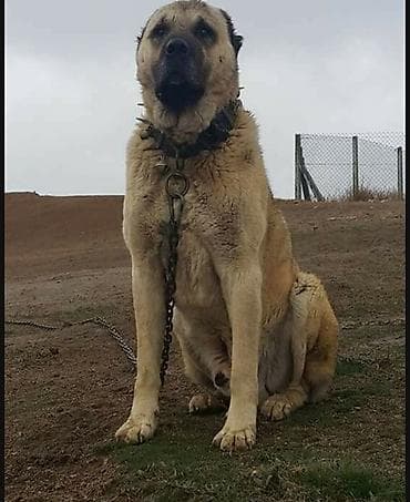 Kanqal, 9 ay, Erkek, Peyvəndli, Ünvandan götürmə