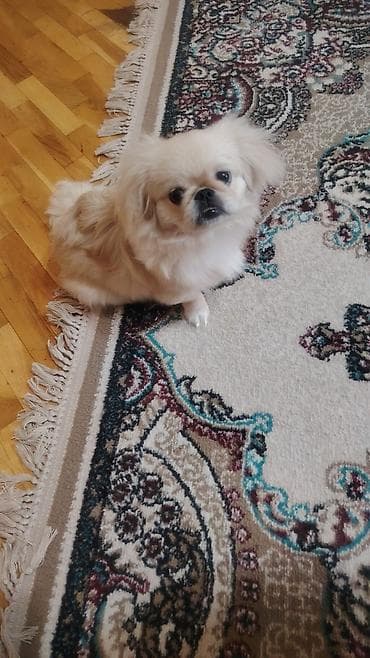 heyvan satışı: Pekines, 8 ay, Dişi, Ödənişli çatdırılma — 4
