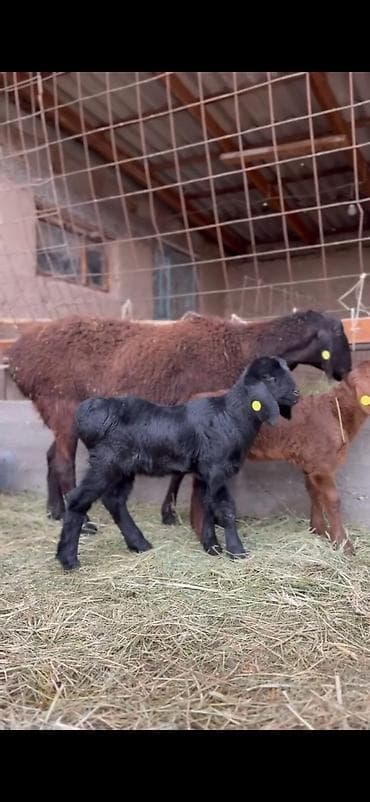 qoyun sekili: Qoyun və quzu dəsti - Ana qoyun: yerli ətlik-tip (qara başlı — 9